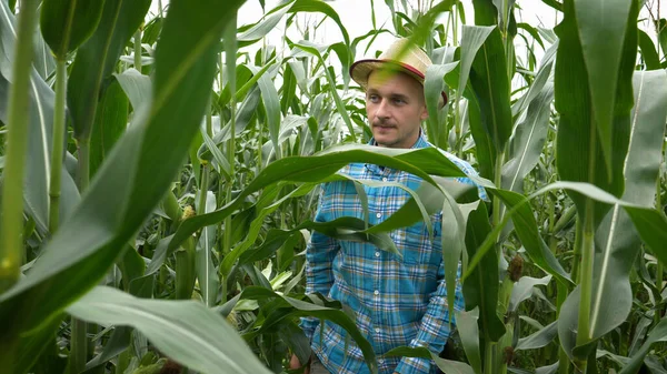 Agricultor Tocando Milho Perto Folhas Verdes — Fotografia de Stock