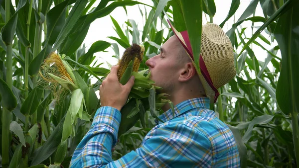 Agricultor Tocando Maíz Cerca Hojas Verdes — Foto de Stock