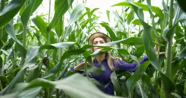 Fechamento Jovem Agricultora Colheita Milho Menina Entre Folhas Verdes Campo — Vídeo de Stock