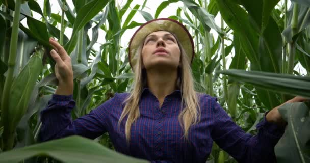 Fechamento Jovem Agricultora Colheita Milho Menina Entre Folhas Verdes Campo — Vídeo de Stock