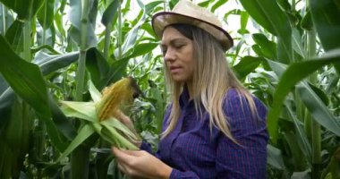 Mısır hasadında genç kadın çiftçinin yakın çekimi. Mısır tarlasında yeşil yaprakların arasında bir kız.