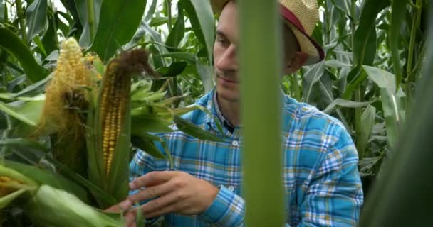 Farmer Cipeli Vállát Furcsa Miközben Élvezi Napot Természetben — Stock videók