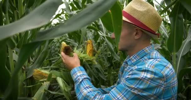 Farmer Cipeli Vállát Furcsa Miközben Élvezi Napot Természetben — Stock videók