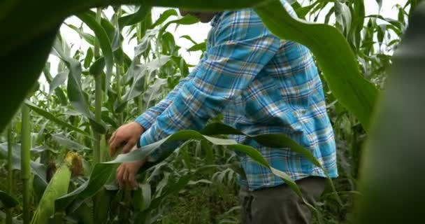 Rolnik Niosący Ramionach Swoją Ciekawą Kobietę Ciesząc Się Dniem Przyrodzie — Wideo stockowe