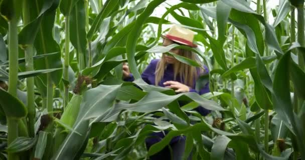 トウモロコシの収穫で若い女性農家の閉鎖 トウモロコシ畑の緑の葉の間の女の子 — ストック動画