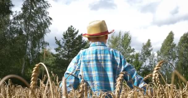 Joyeux Garçon Qui Court Sur Champ Blé Avant Récolte Profitez — Video