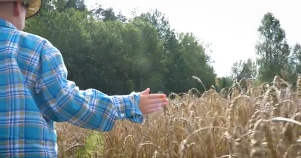 Glücklicher Junge Der Auf Einem Weizenfeld Läuft Vor Der Ernte — Stockvideo