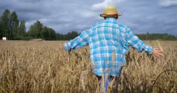 Glücklicher Junge Der Auf Einem Weizenfeld Läuft Vor Der Ernte — Stockvideo