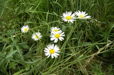 Çiçekli papatyalar, çim arka plan üzerinde sarı çiçek ile beyaz