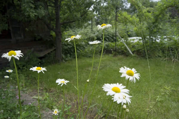 Margaridas Florescentes Branco Com Flor Amarela Fundo Grama — Fotografia de Stock