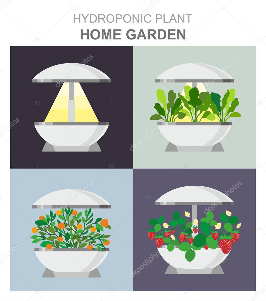 Vector illustration-Hydroponic system for growing different plants, strawberries, lettuce, oranges without soil, home garden installation.