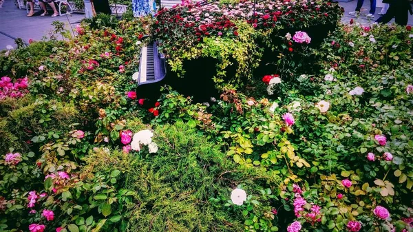 Pohled Barevné Květy Záhonu — Stock fotografie