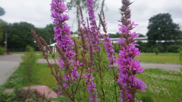 Césped Verde Con Flores Silvestres Púrpuras Flor — Foto de Stock