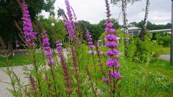 green lawn with blooming purple wildflowers