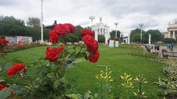 Квітучі Квіти Клумбі Будівлями Фоні — стокове фото