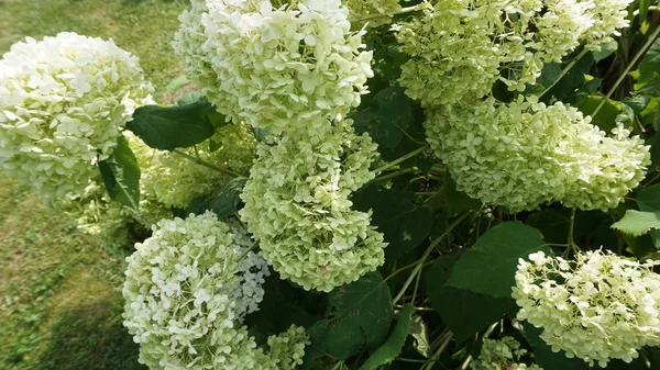 Flores Hortensias Blancas Floreciendo Luz Del Sol Brillante —  Fotos de Stock