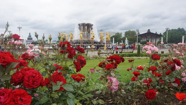 Flores Florecientes Parterre Con Edificios Fondo — Foto de Stock