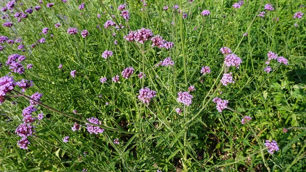 绿色的草坪与盛开的紫色野花 — 图库照片