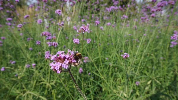 Abeja Flor Campo Floreciente Con Flores Silvestres — Foto de Stock