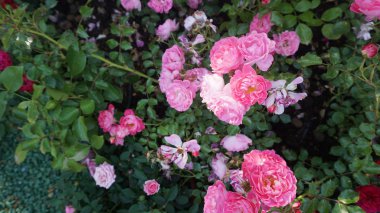 pembe çiçek açan çiçekler atış kapatmak