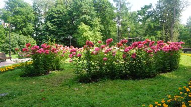 flowerbed Park üzerinde pembe çiçek açan çiçekler