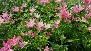 güneş ışığı altında Pembe çiçek açan çalılar Bush'larda