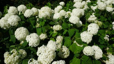 Beyaz ortanca çiçek çiçek açan parlak gün ışığında