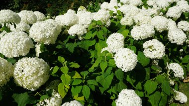 Beyaz ortanca çiçek çiçek açan parlak gün ışığında