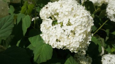 Beyaz ortanca çiçek çiçek açan parlak gün ışığında