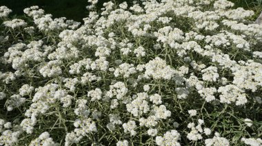 parlak güneş ışığı altında mini camomiles çalılar