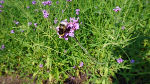 Ape Miele Fiore Campo Fiorente Con Fiori Selvatici — Foto Stock