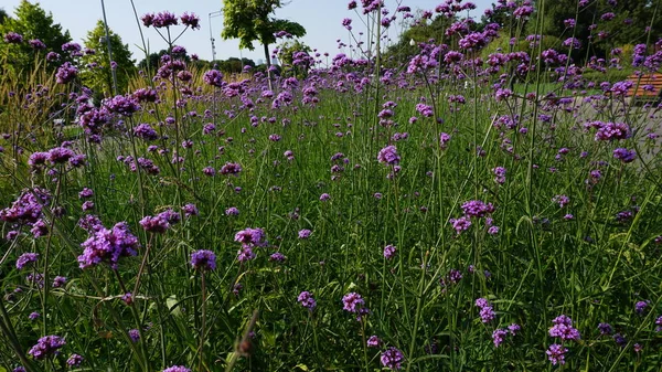 green lawn with blooming purple wildflowers