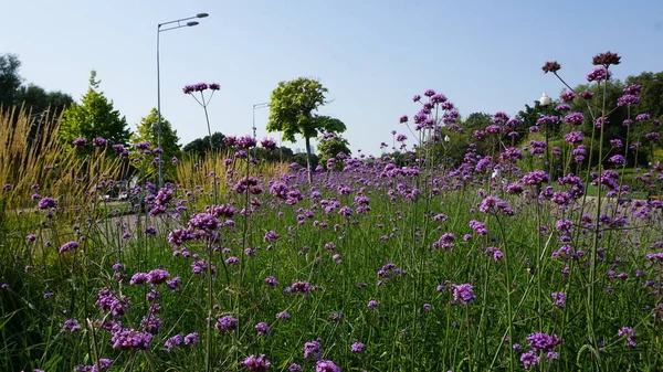 Césped Verde Con Flores Silvestres Púrpuras Flor — Foto de Stock
