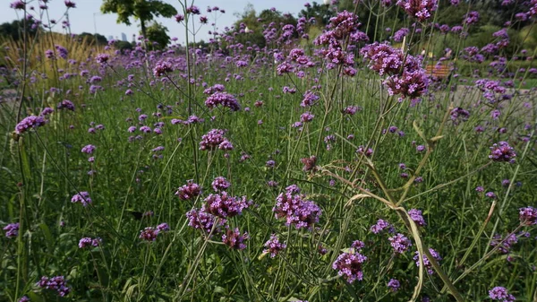 green lawn with blooming purple wildflowers