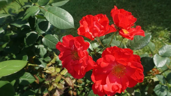 Close Shot Blooming Red Rose Flowers — Stock Photo, Image