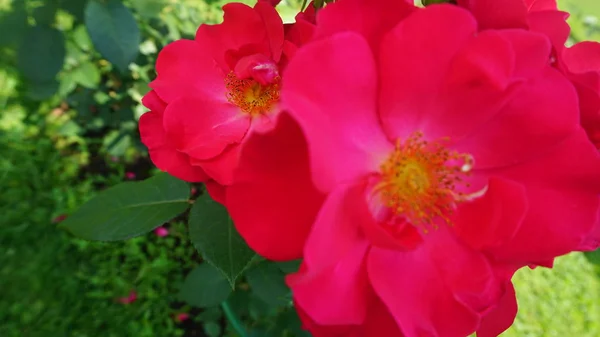 Zár Megjelöl Szemcsésedik Ból Virágzó Piros Rózsaszirom — Stock Fotó