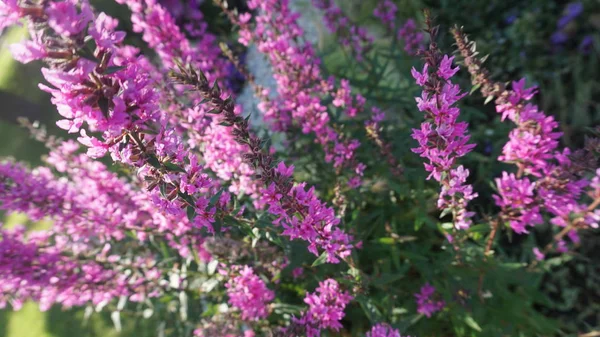 Flores Silvestres Púrpuras Floreciendo Luz Del Sol Brillante — Foto de Stock