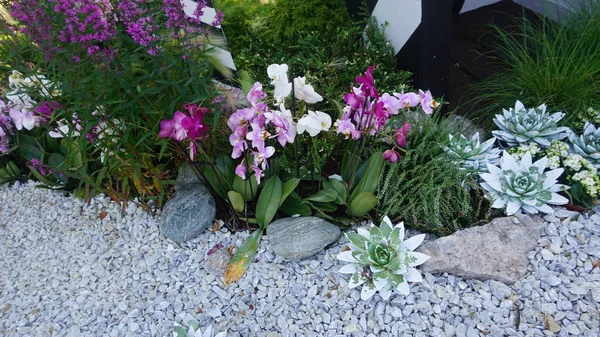 Bovenaanzicht Van Planten Die Groeien Flowerbed — Stockfoto