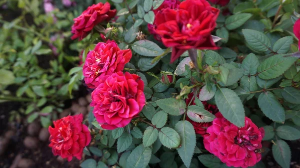 Зеленые Кусты Красными Цветущими Розами — стоковое фото