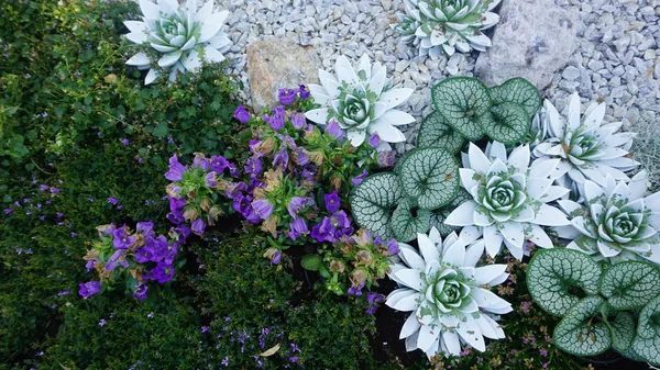 Top View Plants Growing Flowerbed — Stock Photo, Image