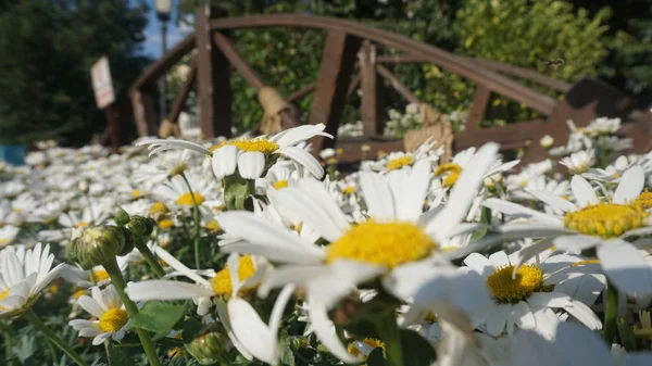 parlak güneş ışığı altında çiçek açan camomiles görüntüsünü kapatmak