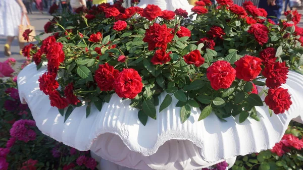 Rosas Rojas Florecientes Iluminadas Por Sol Macizo Flores — Foto de Stock