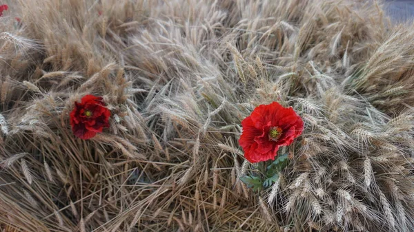 Flores Amapola Roja Con Espiguillas Trigo — Foto de Stock