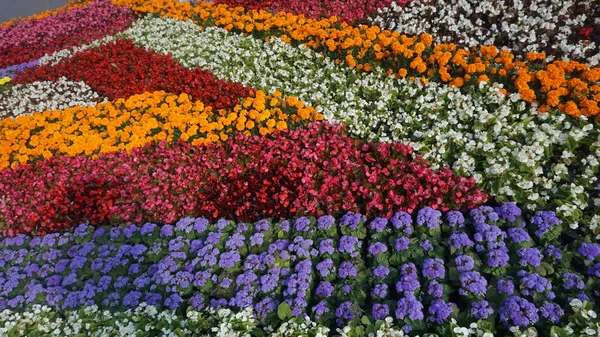 Renkli Çiçek Çiçeklenme Flowerbed Üzerinde Görünümü — Stok fotoğraf