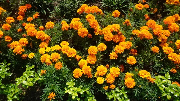 Kadife Çiçeği Çiçek Parlak Güneş Işığı Altında Yeşil Yaprakları Ile — Stok fotoğraf