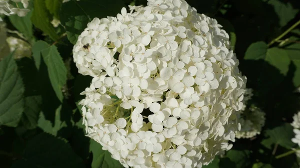 Білі Квіти Гортензії Цвітуть Яскравому Сонячному Світлі — стокове фото
