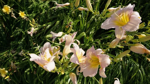 Лиловые Цветы Зеленой Травой Ярком Солнечном Свете — стоковое фото