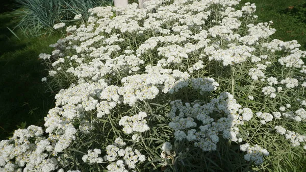 Arbustos Mini Manzanillas Luz Del Sol Brillante — Foto de Stock