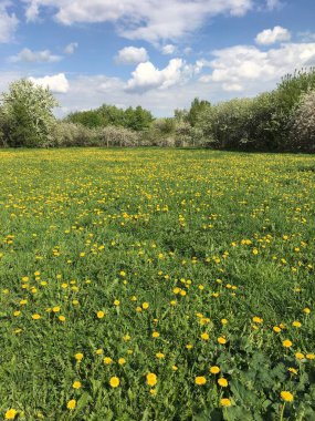 yeşil alan sarı çiçek açan ile dandelions güneş ışıklı