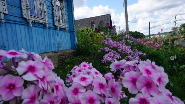 Flores Hortensias Rosadas Floreciendo Por Vieja Casa Madera — Foto de Stock